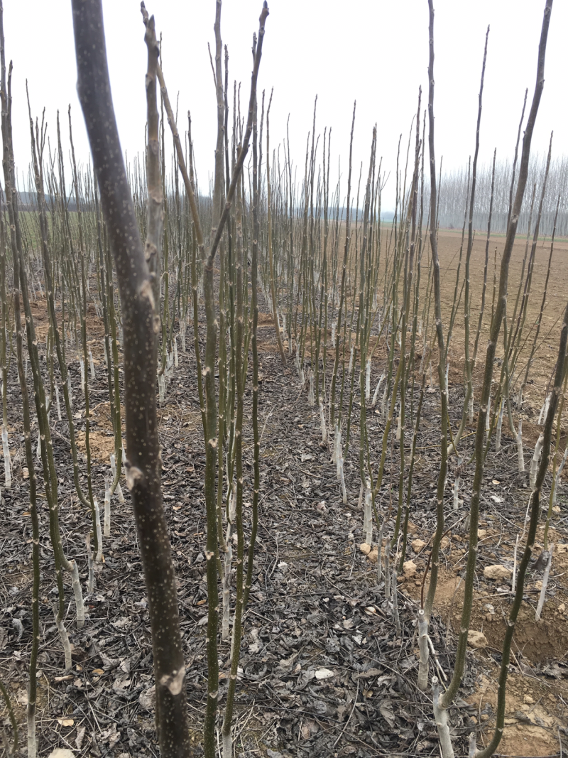 花椒苗河南花椒苗花椒苗批发基地直接批发，价格低