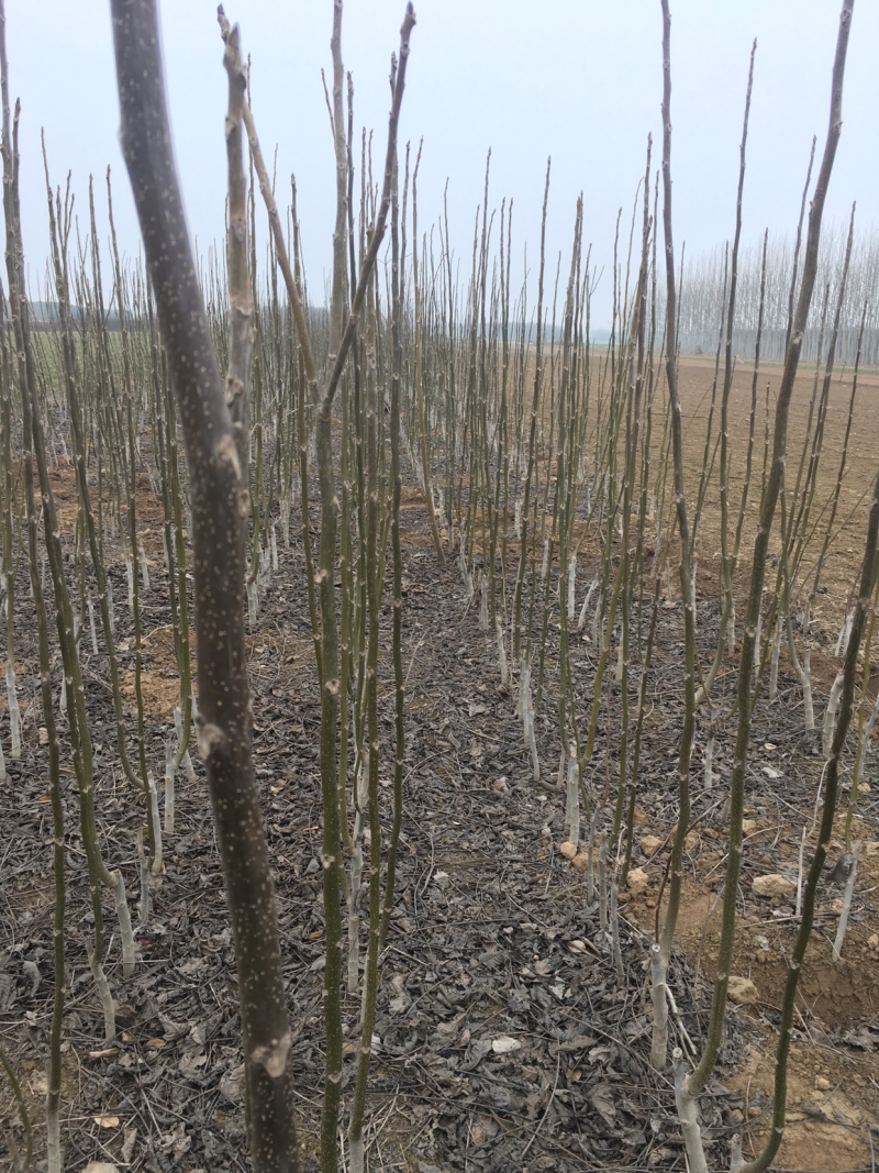 花椒苗河南花椒苗花椒苗批发基地直接批发，价格低