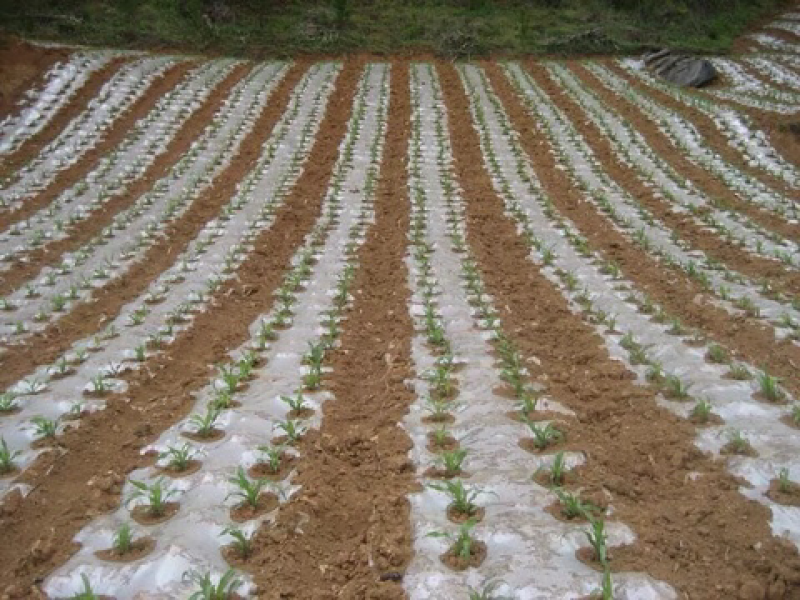 农用白色透明黑色地膜中膜加厚膜无滴大棚塑料