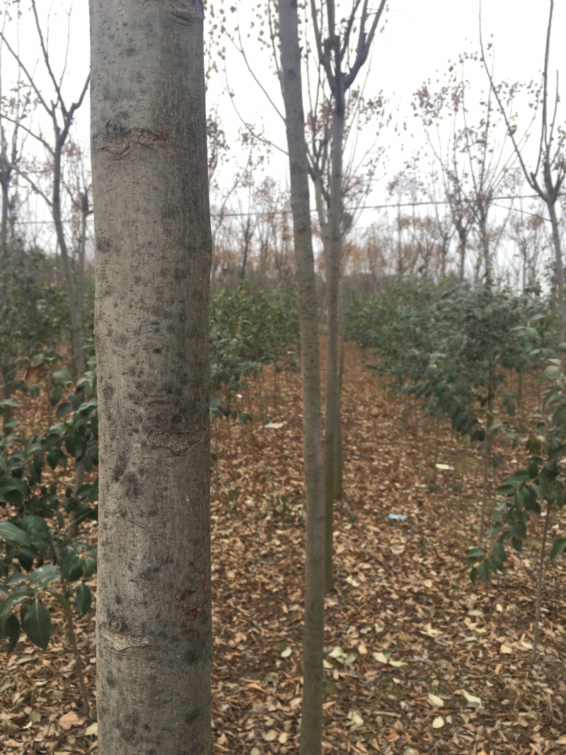 栾树河南栾树栾树批发基地直接批发，价格低