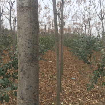 栾树河南栾树栾树批发基地直接批发,价格低