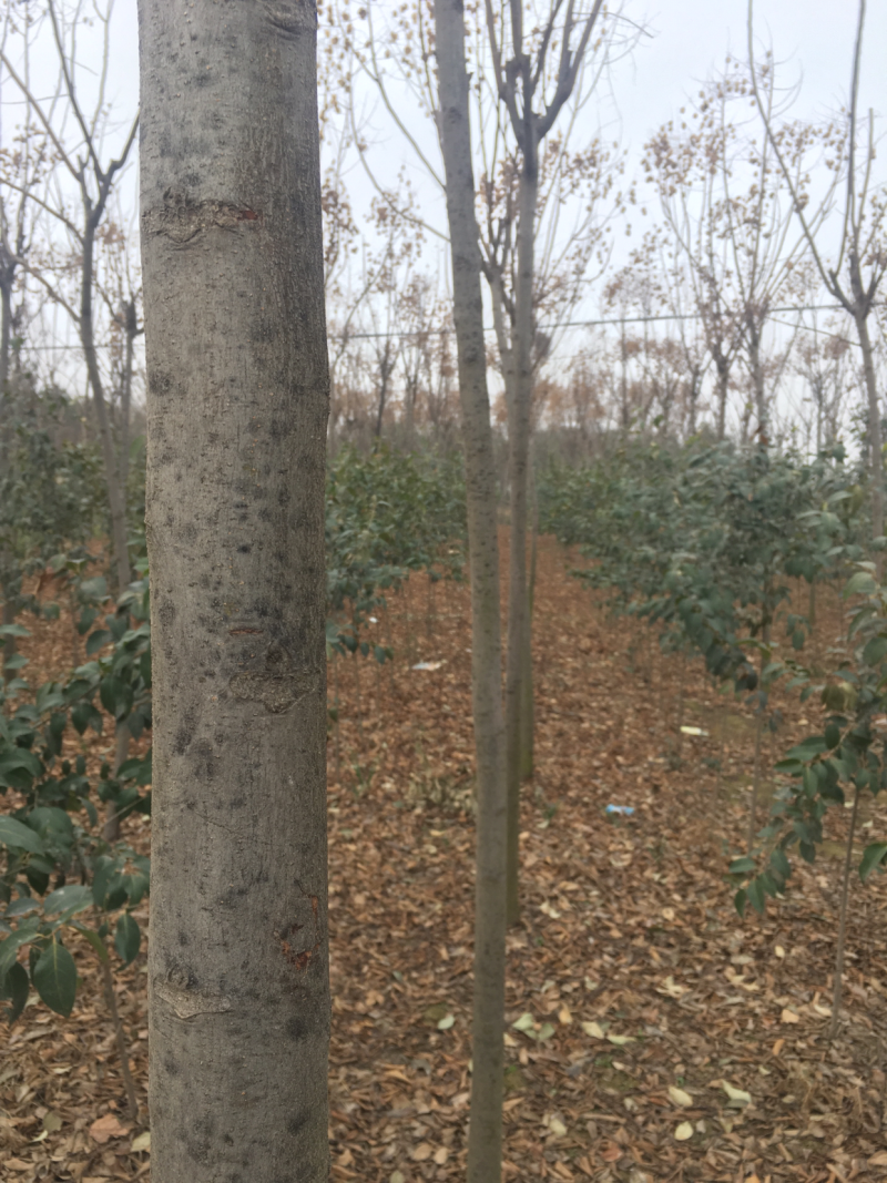 栾树河南栾树栾树批发基地直接批发，价格低