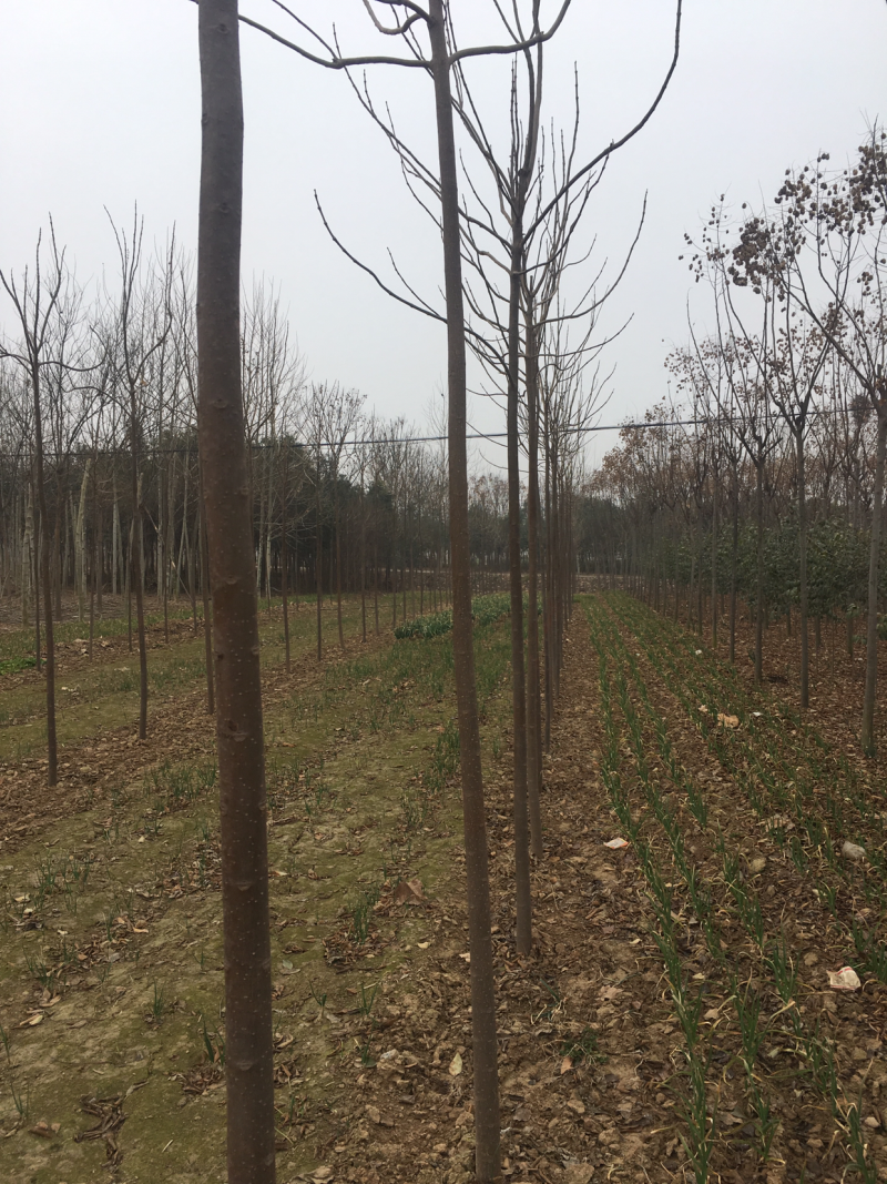 栾树河南栾树栾树批发基地直接批发，价格低