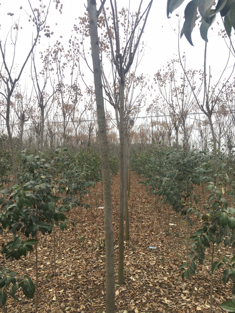 栾树河南栾树栾树批发基地直接批发，价格低