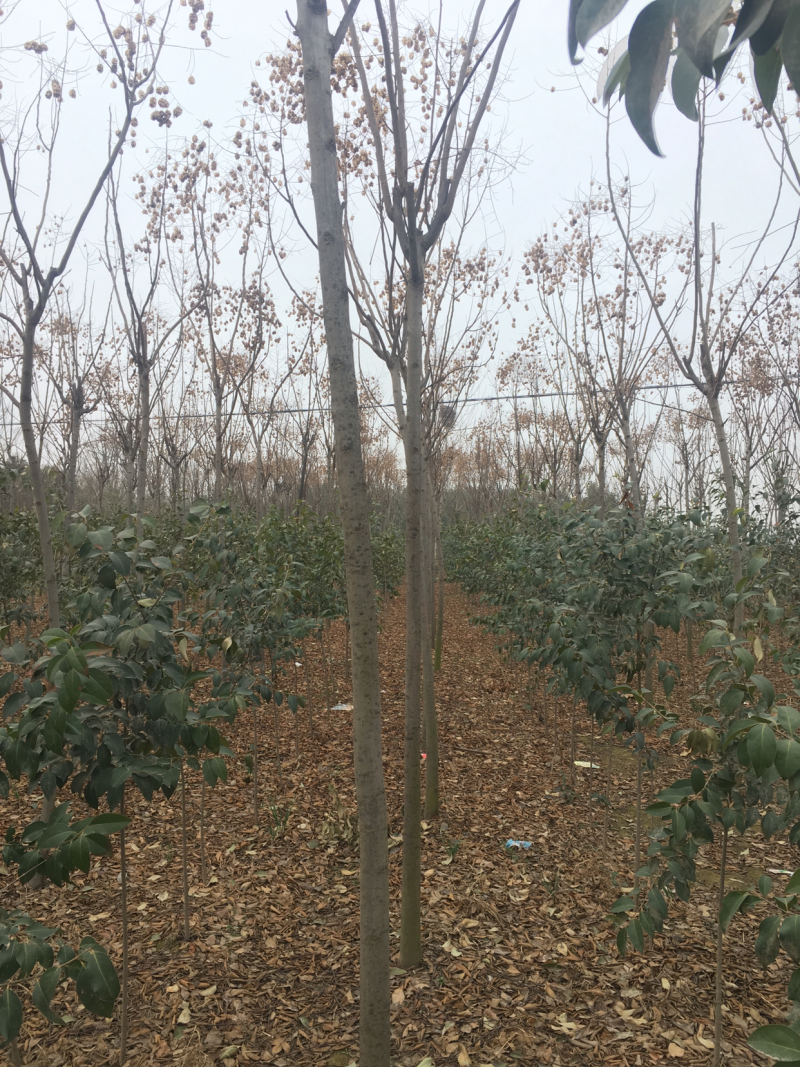 栾树河南栾树栾树批发基地直接批发，价格低