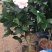茶花