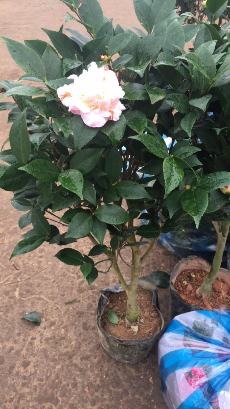 茶花