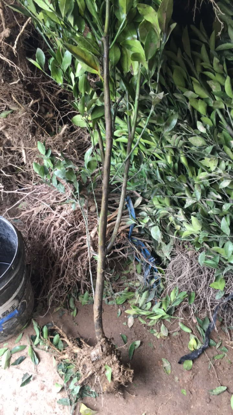 橘子苗