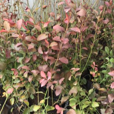 蓝莓苗