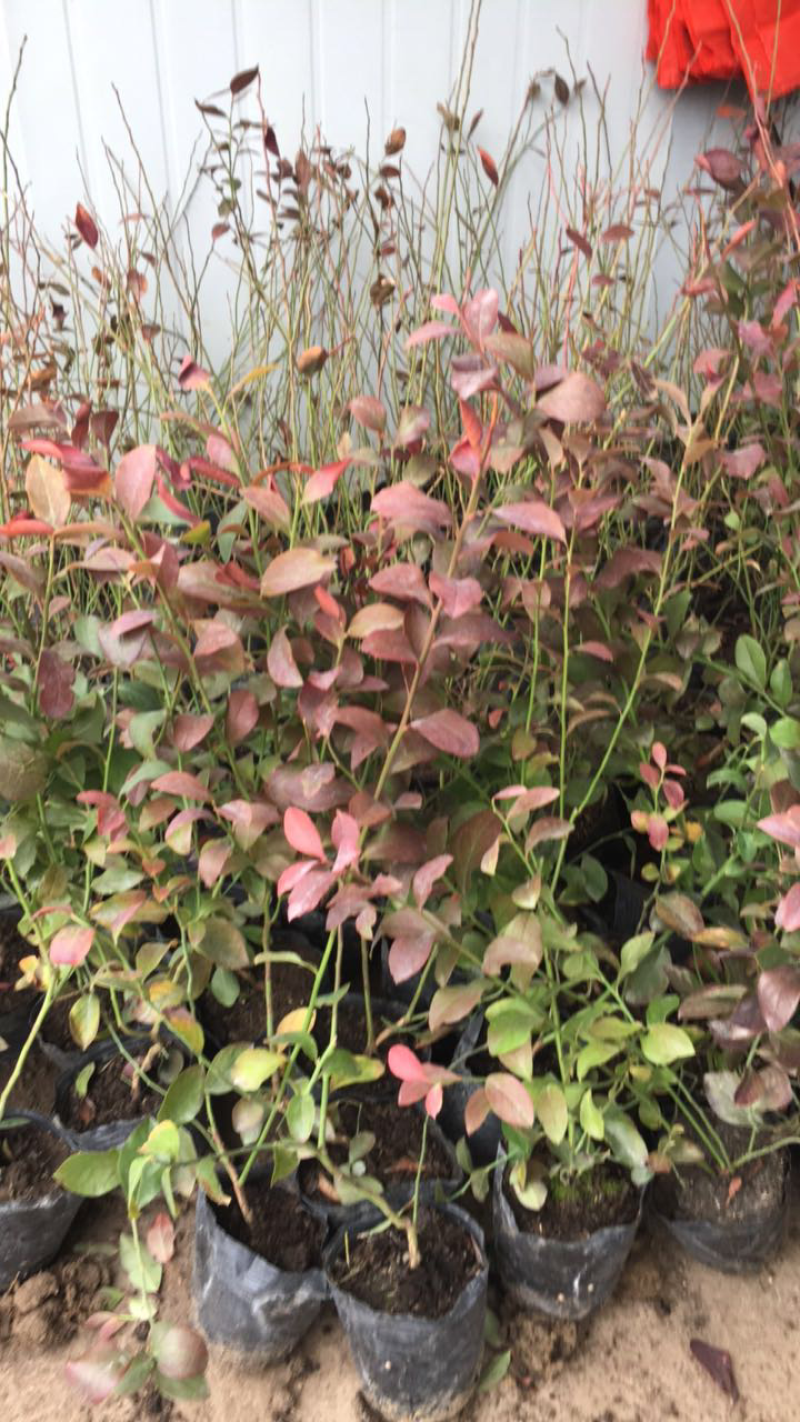 蓝莓苗