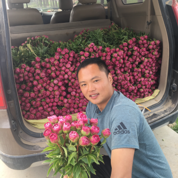 芍药鲜切花菏泽基地直销批发零售冷库预冷包损耗