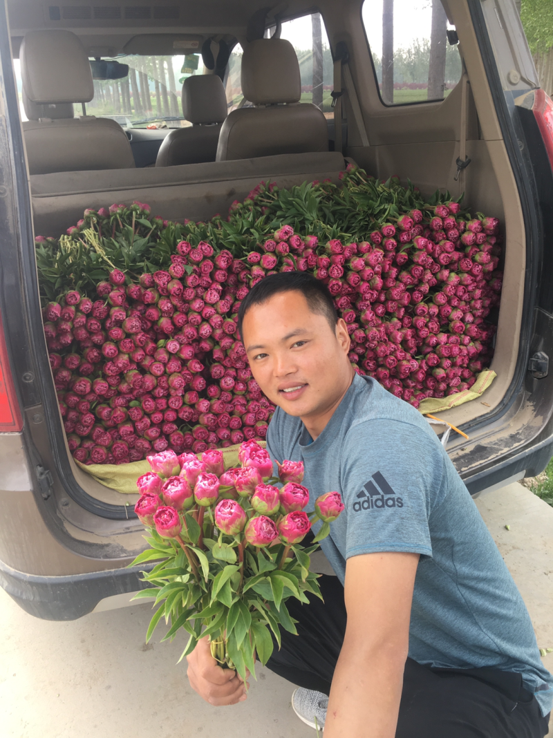 芍药鲜切花菏泽基地直销批发零售冷库预冷包损耗