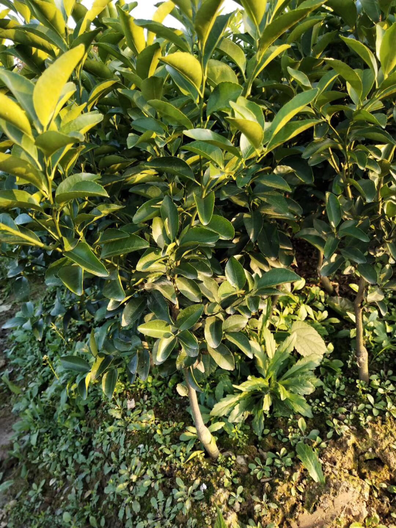 柑橘苗，橙子苗