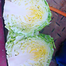 甘蓝