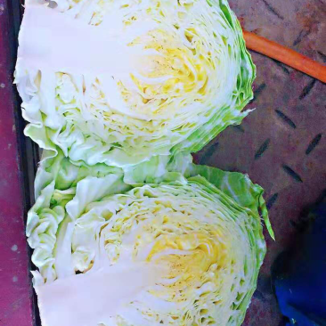 甘蓝
