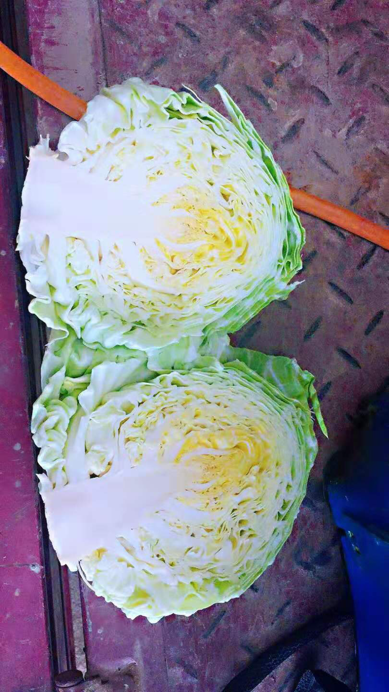 甘蓝
