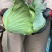 圆包菜
