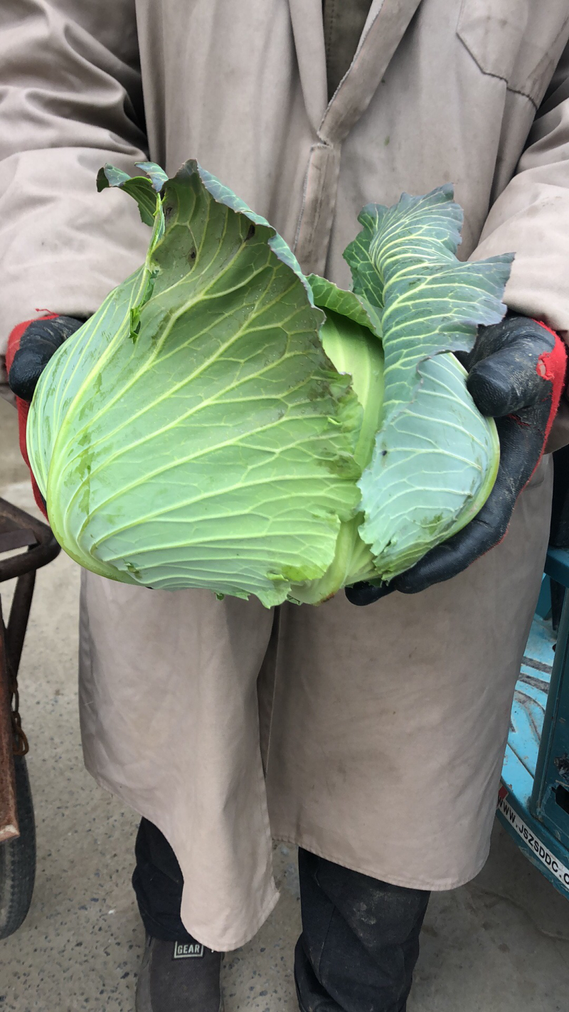 圆包菜