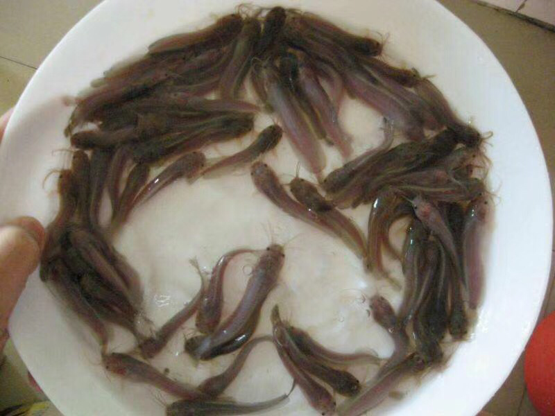 土塘角鱼苗，胡子鯰鱼苗，三黄土塘角苗，本地塘角鱼苗，