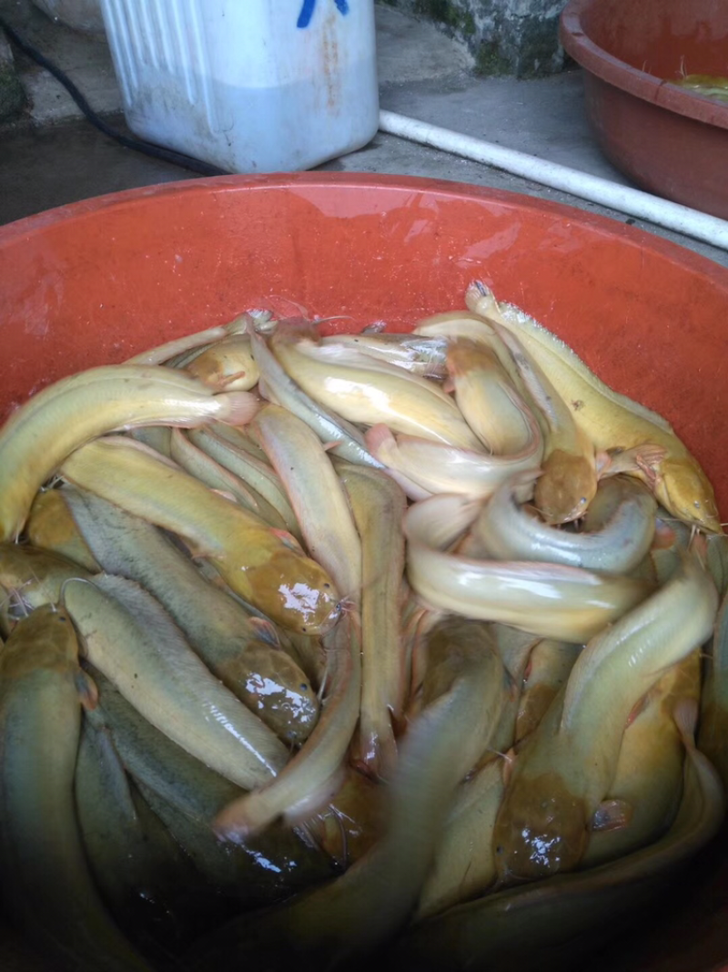 土塘角鱼苗，胡子鯰鱼苗，三黄土塘角苗，本地塘角鱼苗，
