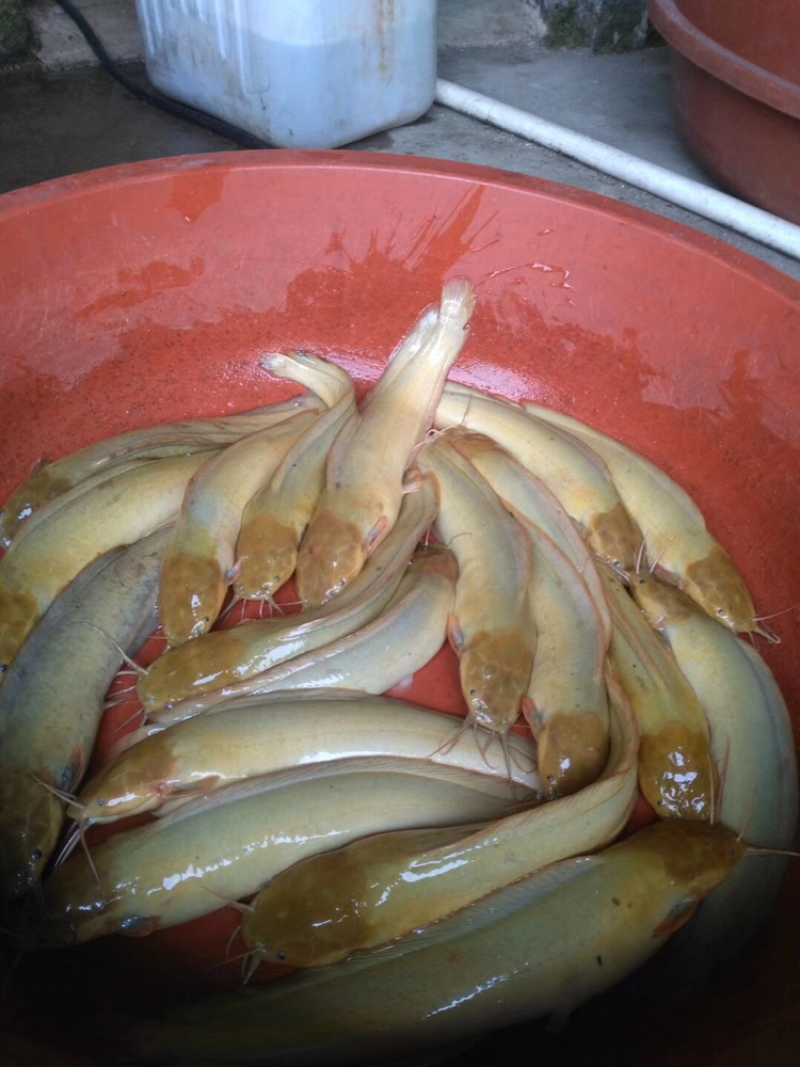 土塘角鱼苗，胡子鯰鱼苗，三黄土塘角苗，本地塘角鱼苗，