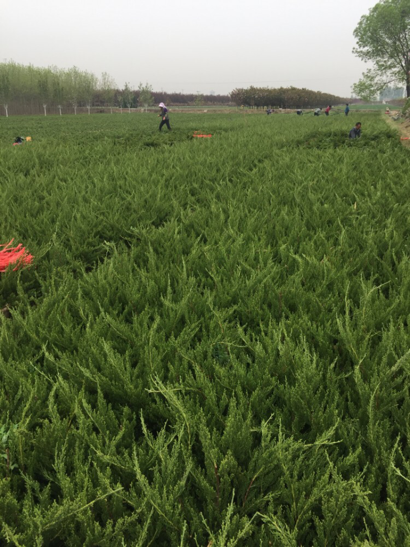 山东龙柏苗出售嫁接根系好营养钵龙柏苗