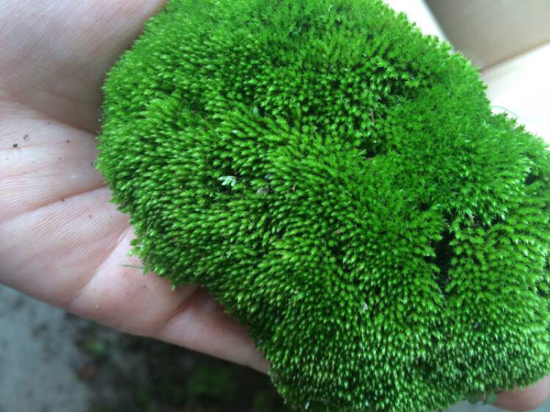 青苔苔藓植物鲜活微景观青台草假山造景盆景盆栽铺面装饰绿苔