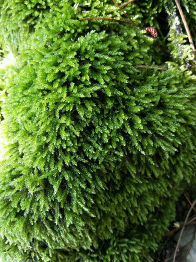 青苔苔藓植物鲜活微景观青台草假山造景盆景盆栽铺面装饰绿苔