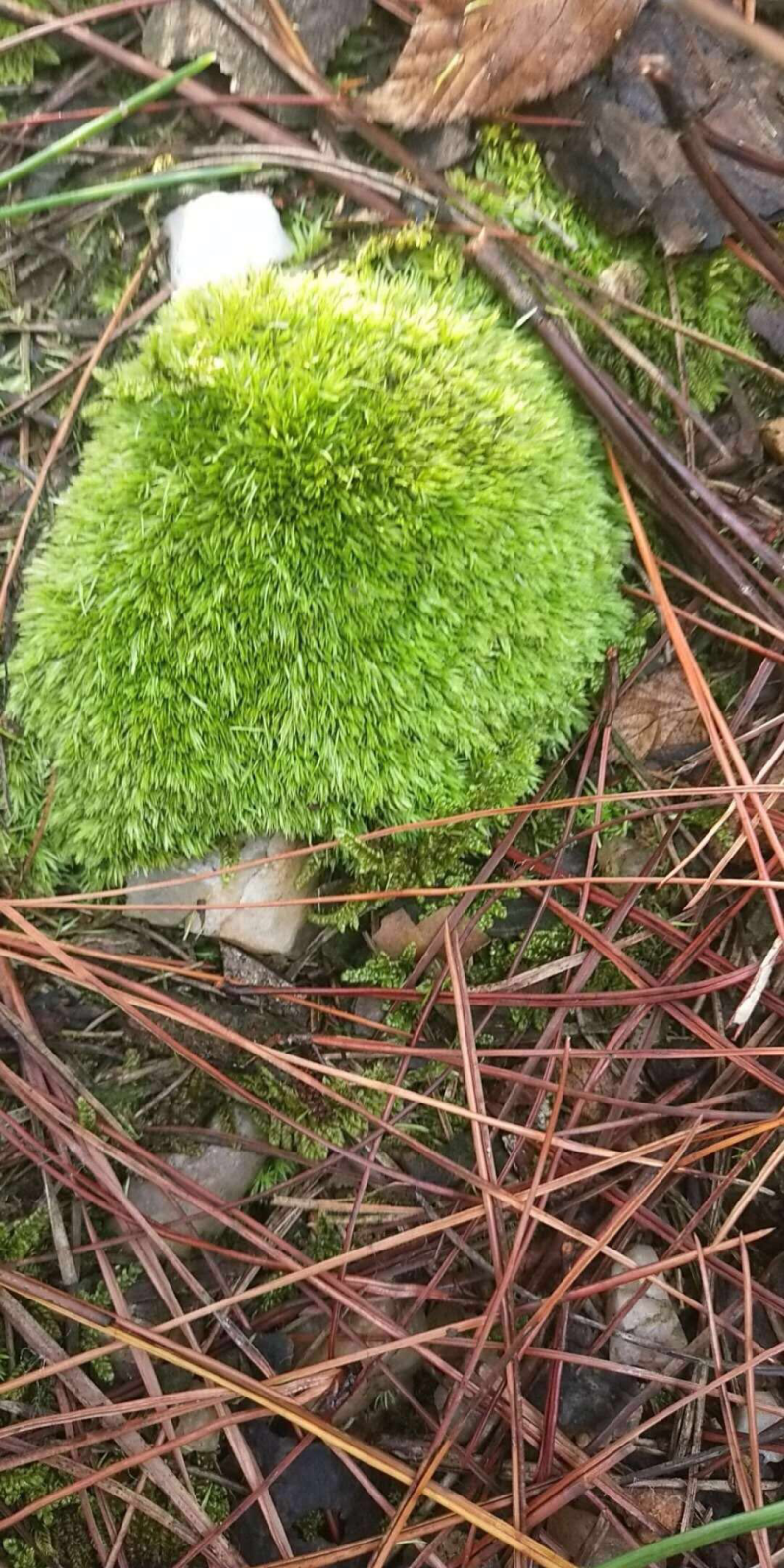 青苔苔藓植物鲜活微景观青台草假山造景盆景盆栽铺面装饰绿苔