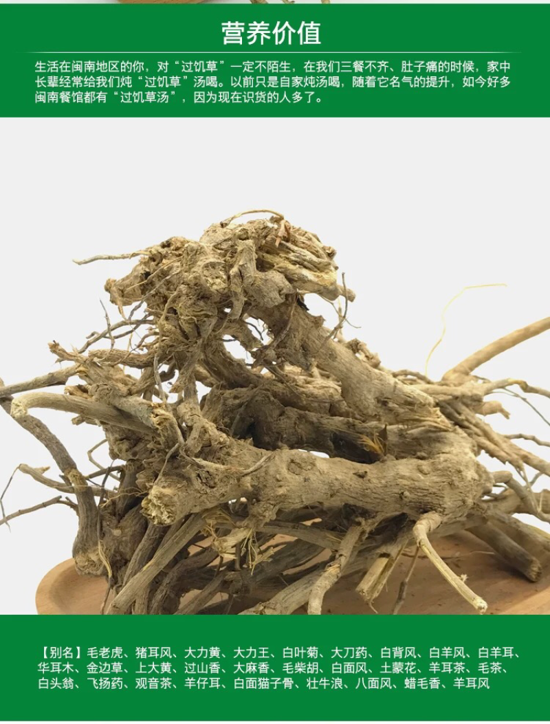 野生毛将军过饥草福建闽南中草药兔子耳过枝草土丁桂白头翁山