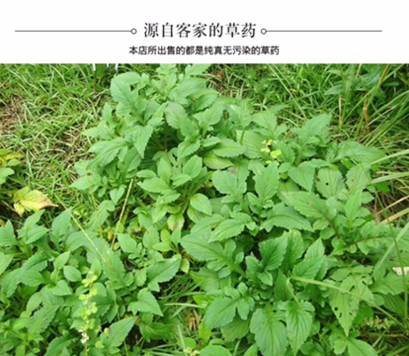 福建客家野生苦菜干新鲜苦斋婆野菜干自晒煲汤闽西苦斋菜50