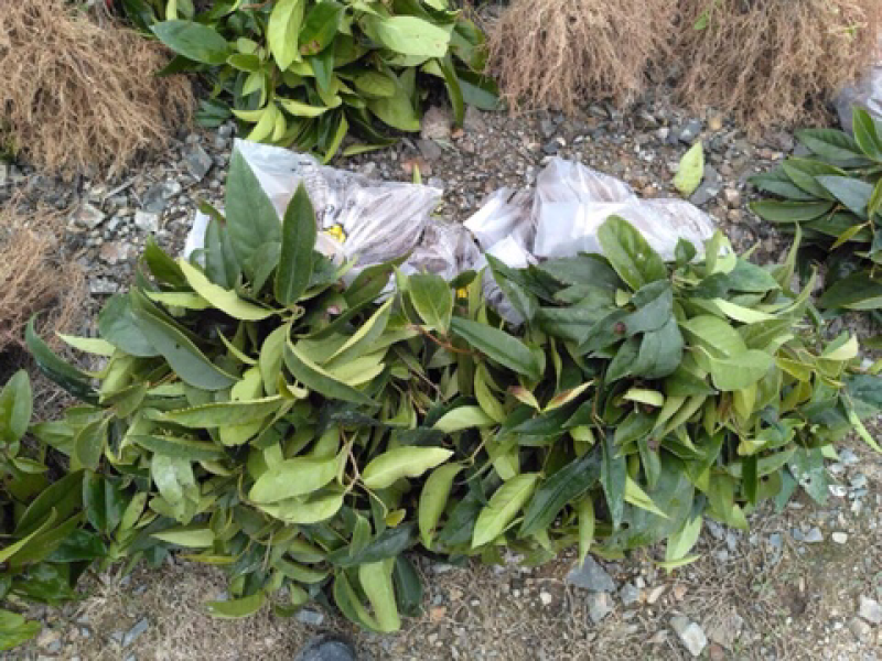 🔥热销【企业认证】布福娜树苗品种纯包活包技术