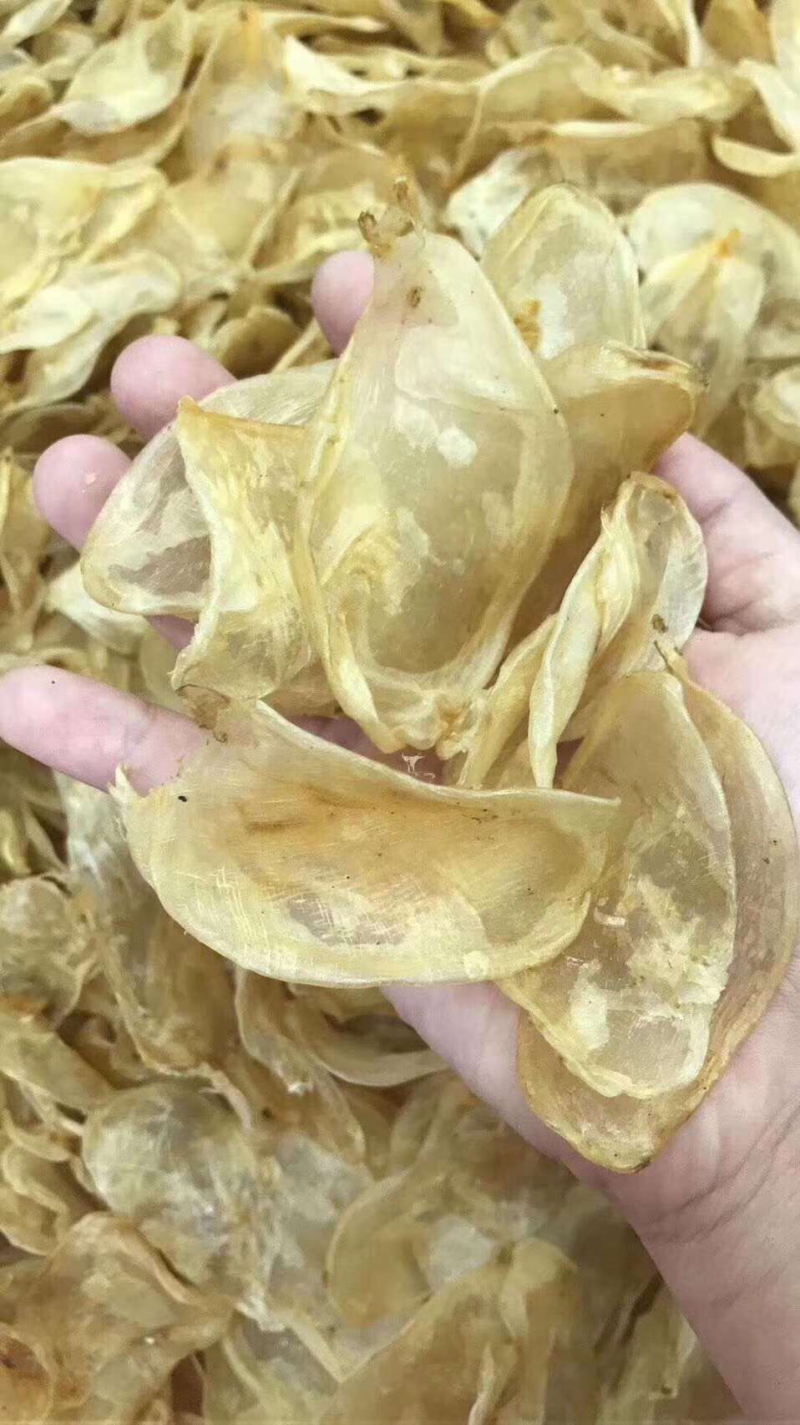 鱼胶