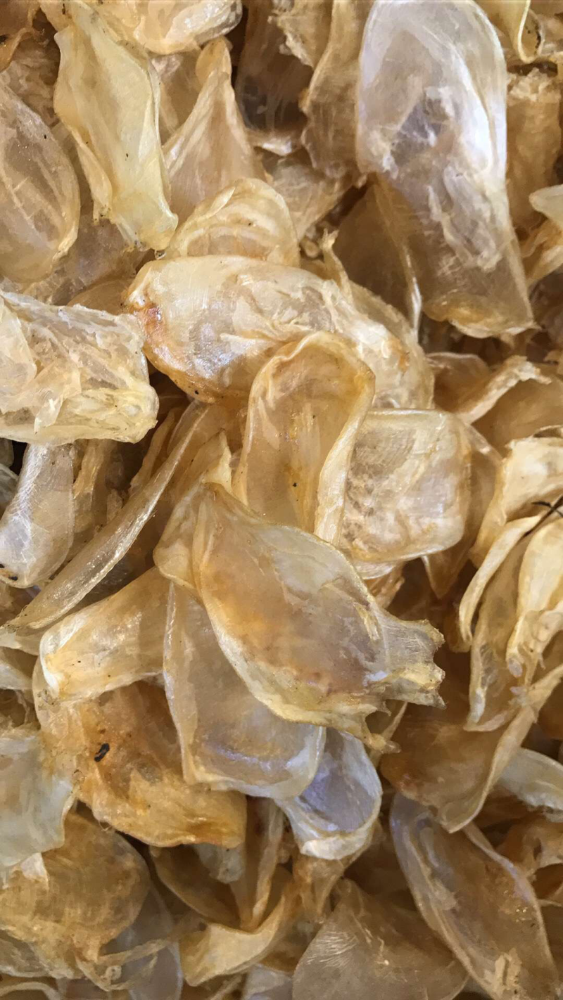 鱼胶