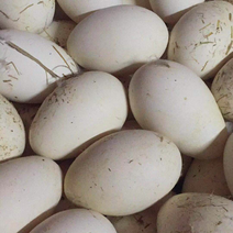 食用鹅蛋，鹅蛋批发，大蛋，小蛋，初生蛋均有