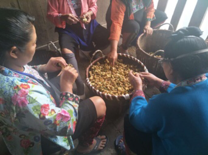 纯野生黄精（九蒸九晒，黄酒泡制）