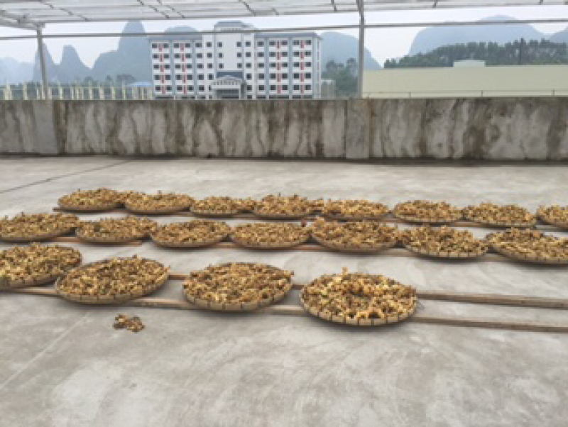 纯野生黄精（九蒸九晒，黄酒泡制）