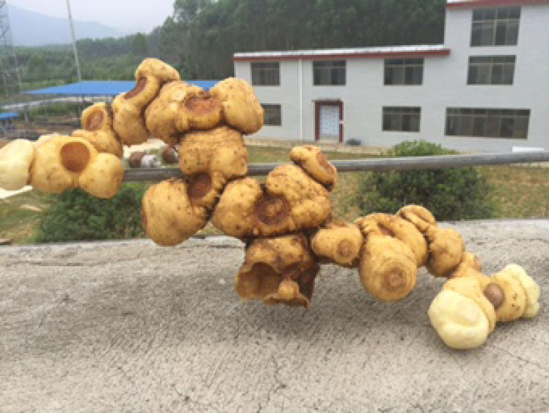 纯野生黄精（九蒸九晒，黄酒泡制）