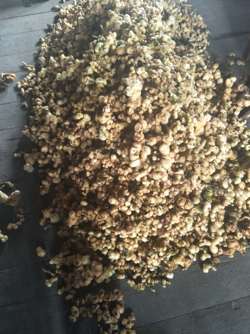 纯野生黄精（九蒸九晒，黄酒泡制）