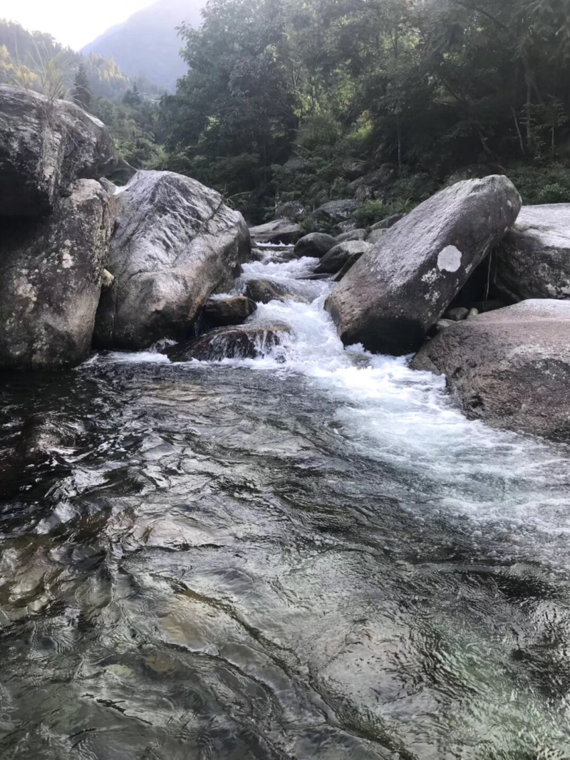 纯野生黄精（九蒸九晒，黄酒泡制）