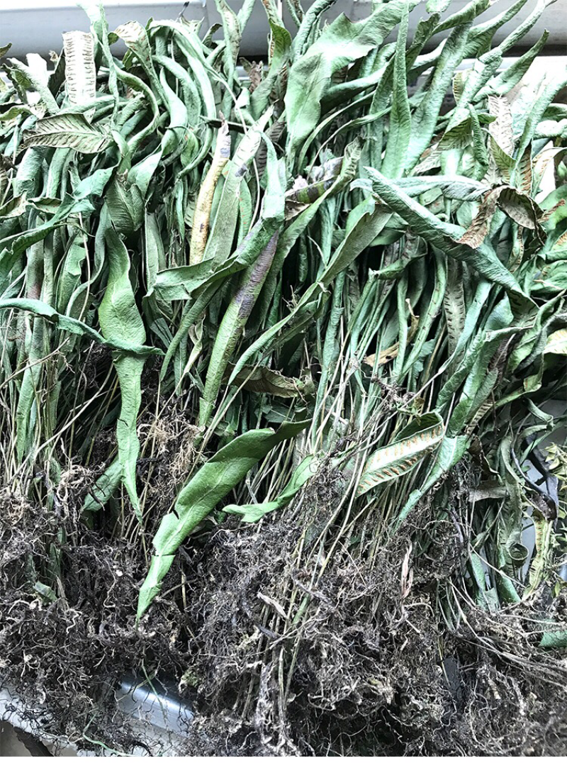 纯野生小石韦草马蹬草过桥草还阳草新货马蹬草中药材伏牛山过