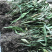纯野生小石韦草马蹬草过桥草还阳草新货马蹬草中药材伏牛山过