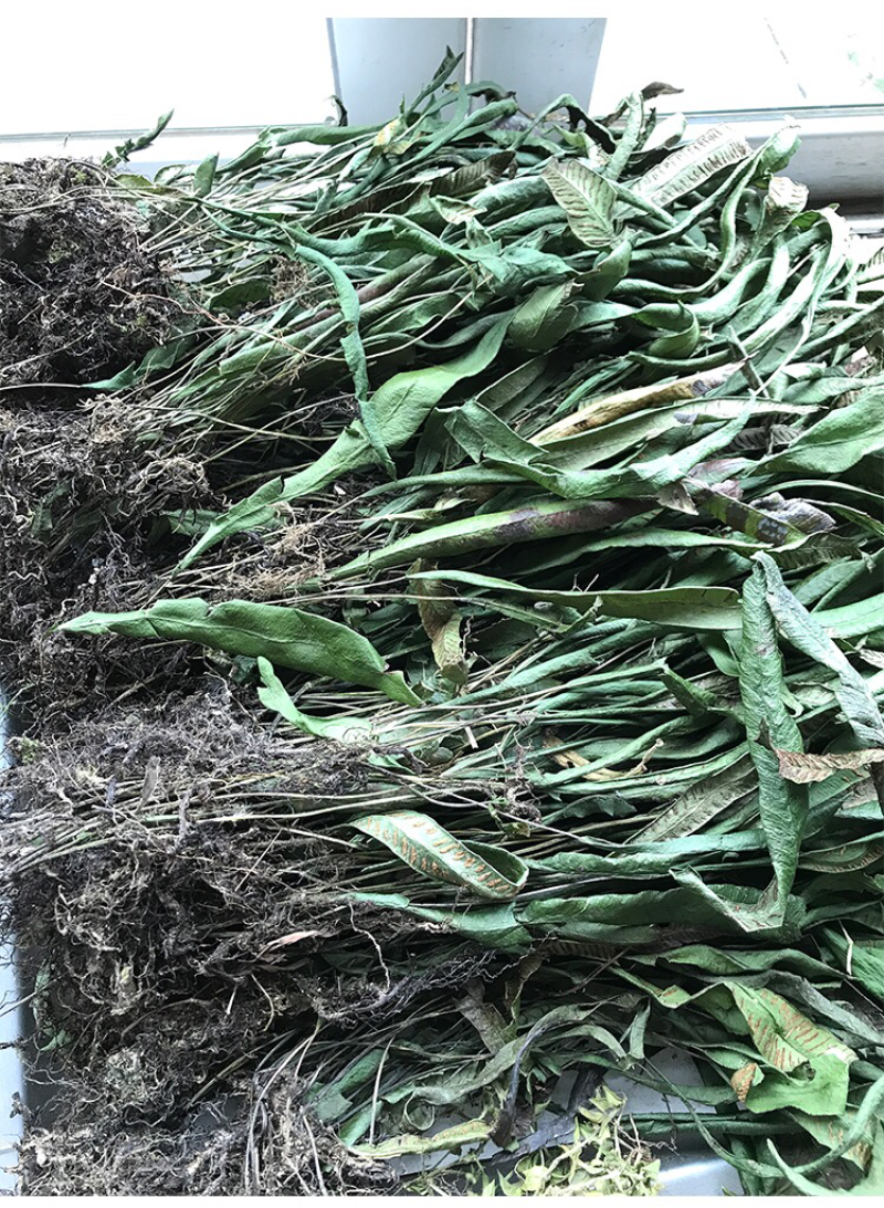 纯野生小石韦草马蹬草过桥草还阳草新货马蹬草中药材伏牛山过