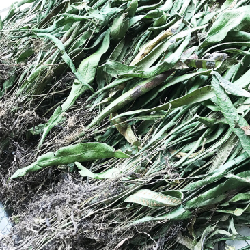 纯野生小石韦草马蹬草过桥草还阳草新货马蹬草中药材伏牛山过