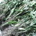 纯野生小石韦草马蹬草过桥草还阳草新货马蹬草中药材伏牛山过