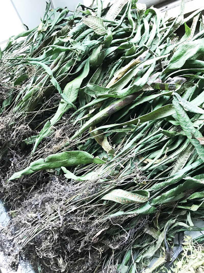 纯野生小石韦草马蹬草过桥草还阳草新货马蹬草中药材伏牛山过