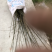 青钱柳种植三至五年后有药效