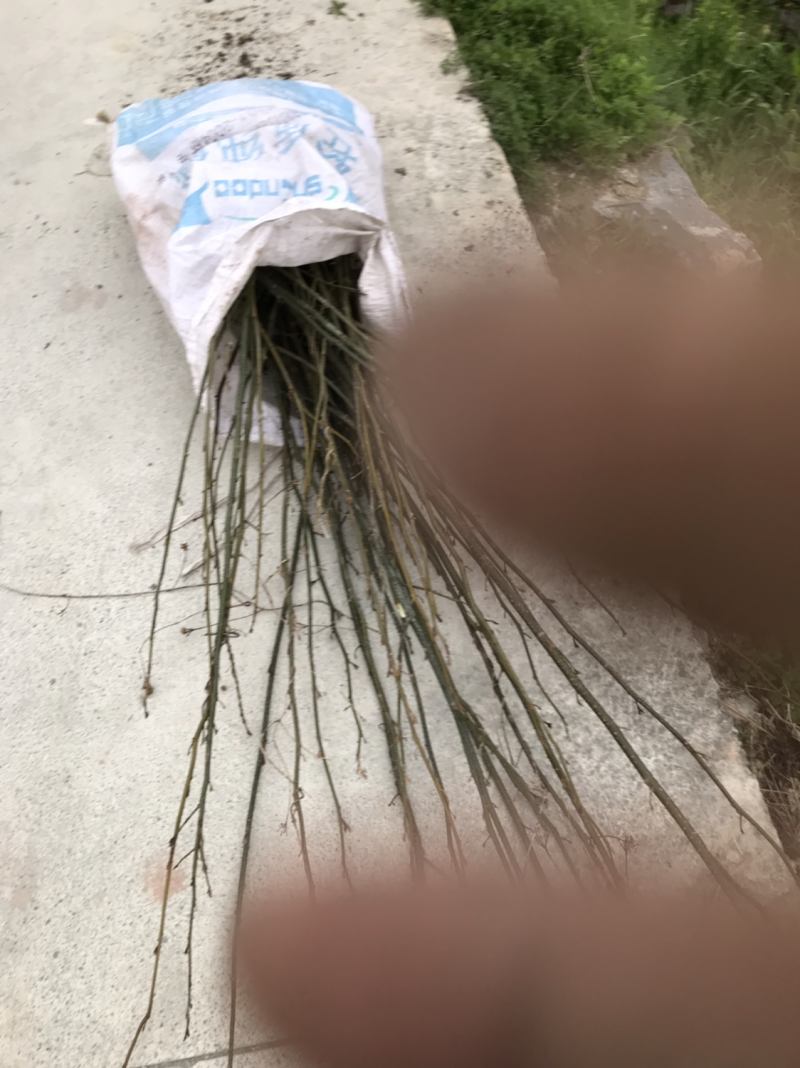 青钱柳种植三至五年后有药效