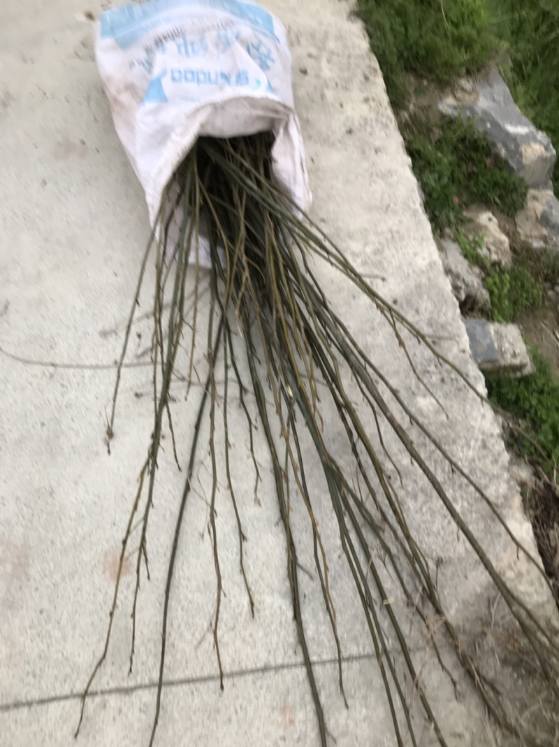 青钱柳种植三至五年后有药效