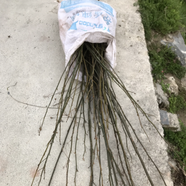 青钱柳种植三至五年后有药效